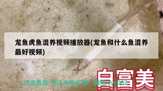 龍魚虎魚混養(yǎng)視頻播放器(龍魚和什么魚混養(yǎng)最好視頻)