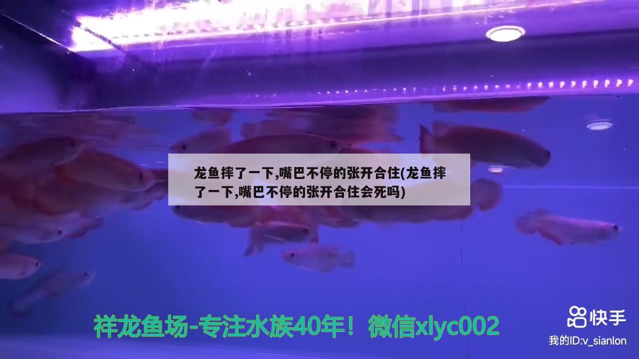 龍魚摔了一下,嘴巴不停的張開合住(龍魚摔了一下,嘴巴不停的張開合住會(huì)死嗎) 紅尾平克魚