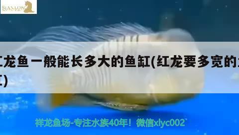 紅龍魚一般能長多大的魚缸(紅龍要多寬的魚缸) 巴西亞魚苗