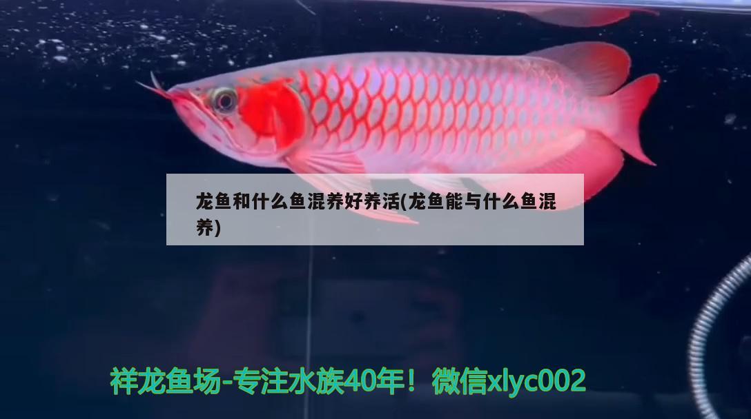 龍魚和什么魚混養(yǎng)好養(yǎng)活(龍魚能與什么魚混養(yǎng))