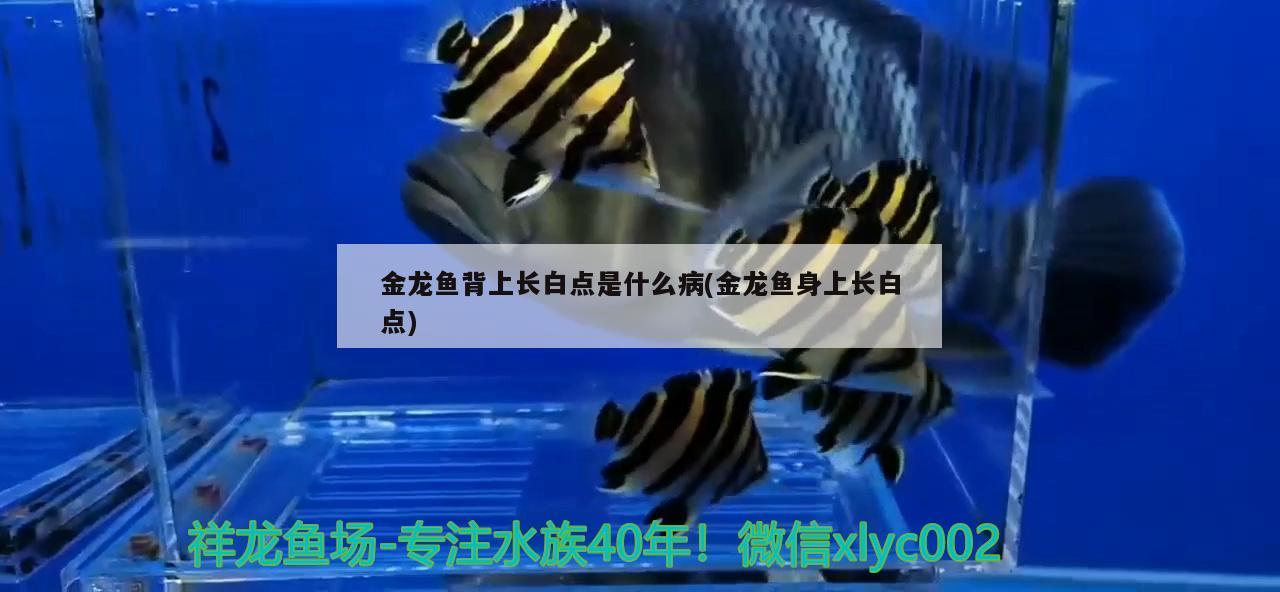 龍魚混養(yǎng)魚推薦哪種魚最好(和龍魚混養(yǎng)什么魚最好)