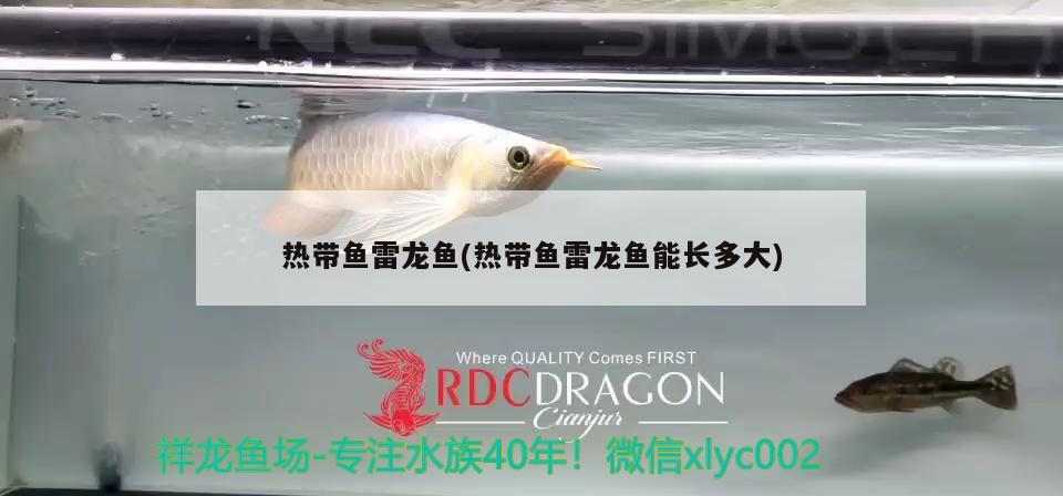 熱帶魚雷龍魚(熱帶魚雷龍魚能長多大)