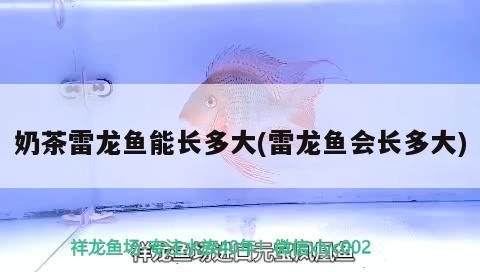 奶茶雷龍魚(yú)能長(zhǎng)多大(雷龍魚(yú)會(huì)長(zhǎng)多大) 星點(diǎn)金龍魚(yú)