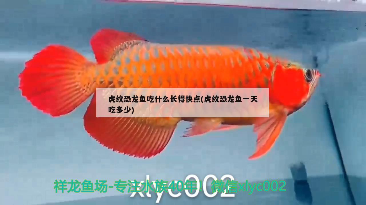 虎紋恐龍魚吃什么長得快點(diǎn)(虎紋恐龍魚一天吃多少) 夢幻雷龍魚