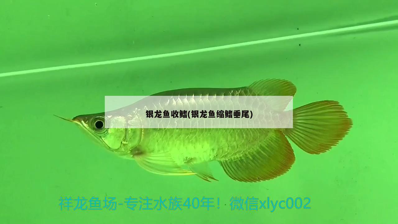 銀龍魚(yú)收鰭(銀龍魚(yú)縮鰭垂尾) 銀龍魚(yú)