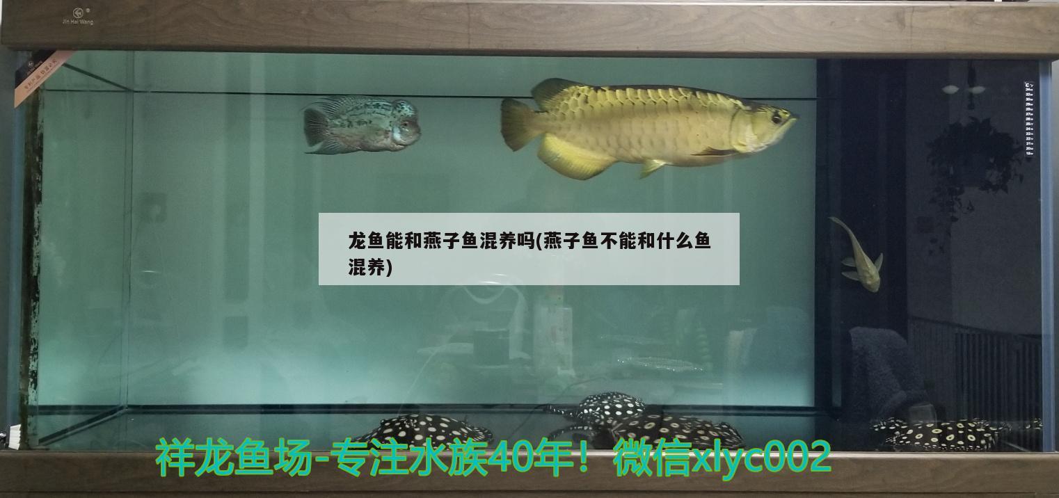 龍魚(yú)能和燕子魚(yú)混養(yǎng)嗎(燕子魚(yú)不能和什么魚(yú)混養(yǎng))