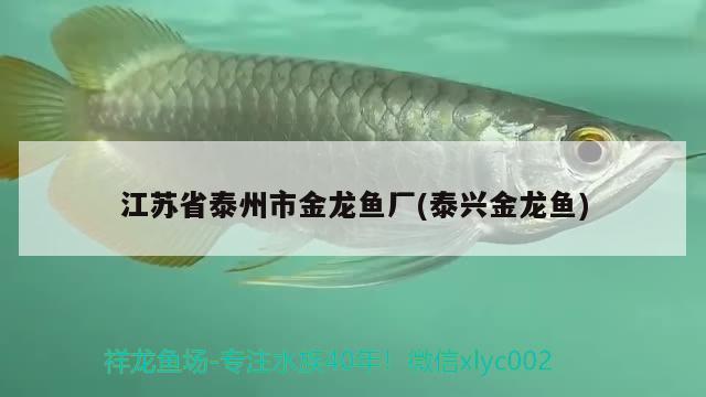 江蘇省泰州市金龍魚廠(泰興金龍魚)