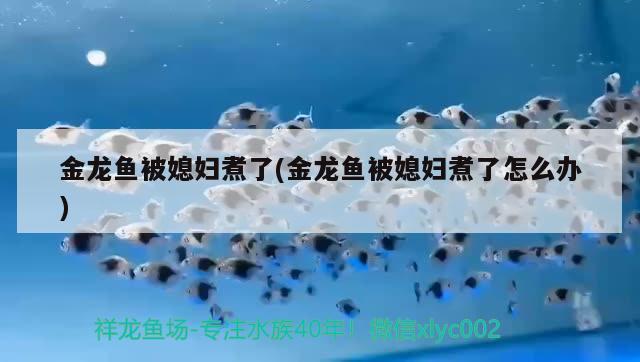 金龍魚被媳婦煮了(金龍魚被媳婦煮了怎么辦) 白條過背金龍魚