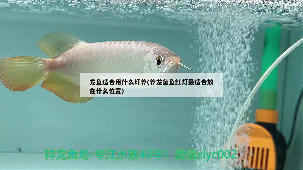 龍魚適合用什么燈養(yǎng)(養(yǎng)龍魚魚缸燈最適合放在什么位置) 觀賞魚水族批發(fā)市場(chǎng)