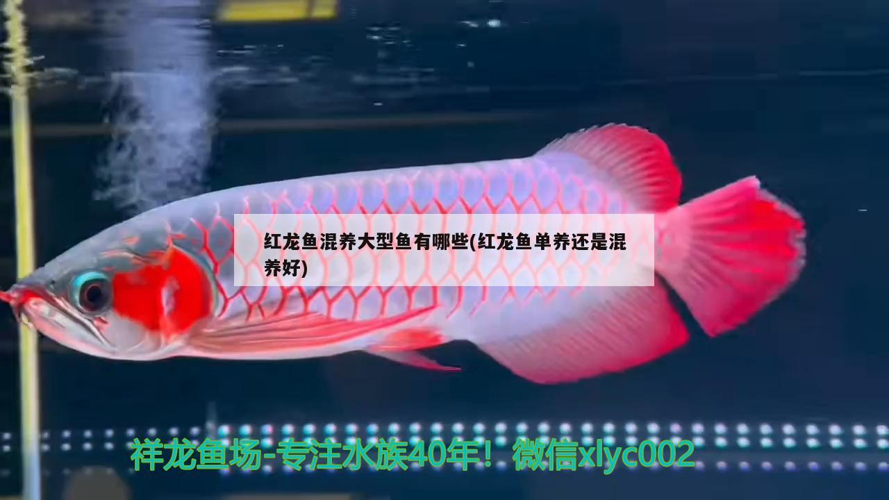 紅龍魚(yú)混養(yǎng)大型魚(yú)有哪些(紅龍魚(yú)單養(yǎng)還是混養(yǎng)好)