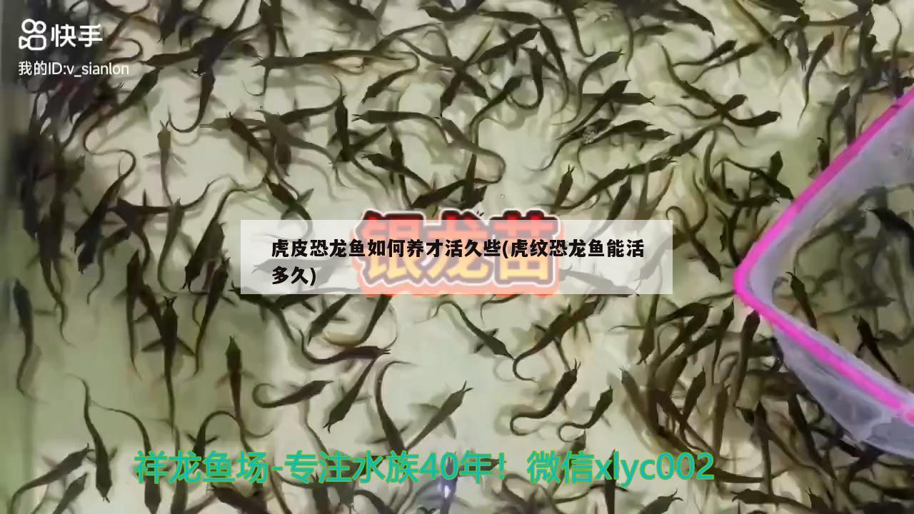 虎皮恐龍魚如何養(yǎng)才活久些(虎紋恐龍魚能活多久)