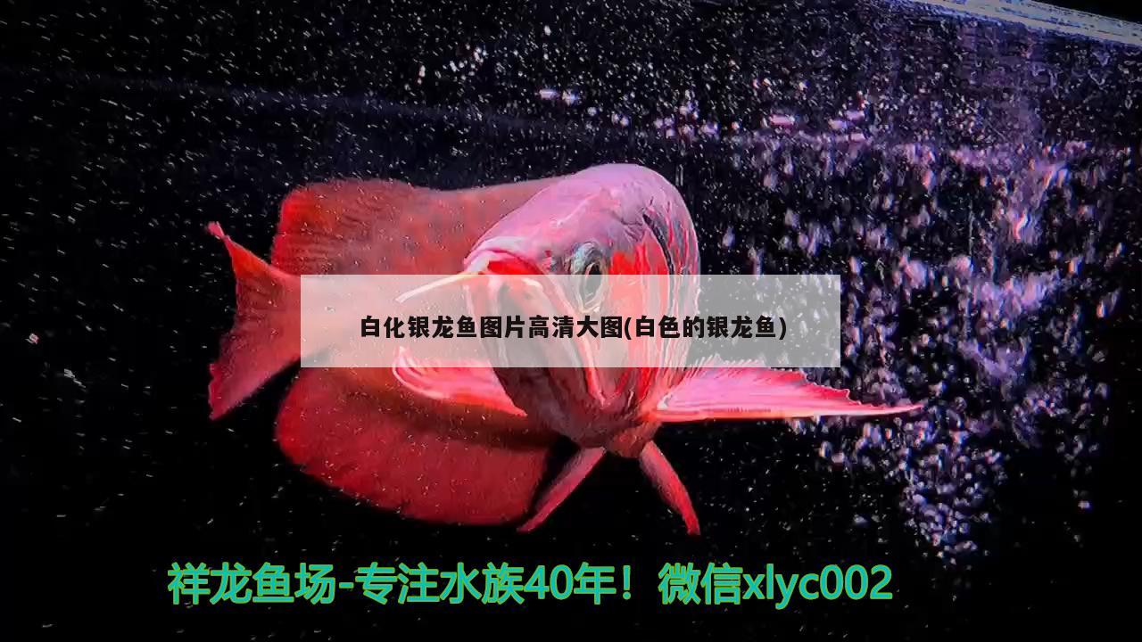 白化銀龍魚圖片高清大圖(白色的銀龍魚) 銀龍魚