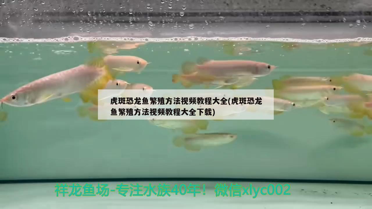 虎斑恐龍魚繁殖方法視頻教程大全(虎斑恐龍魚繁殖方法視頻教程大全下載) 虎斑恐龍魚