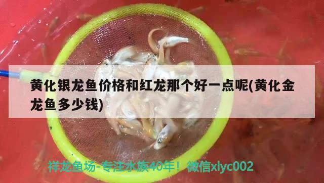 黃化銀龍魚(yú)價(jià)格和紅龍那個(gè)好一點(diǎn)呢(黃化金龍魚(yú)多少錢) 銀龍魚(yú)