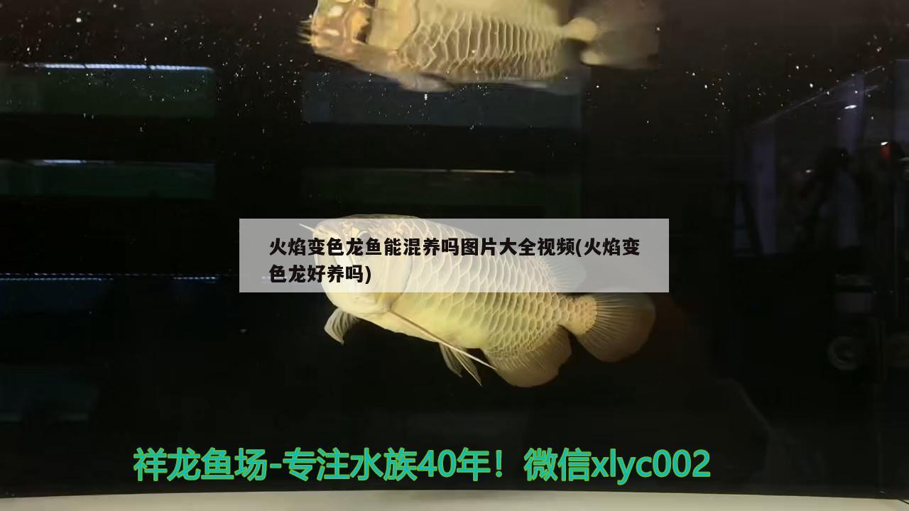 火焰變色龍魚能混養(yǎng)嗎圖片大全視頻(火焰變色龍好養(yǎng)嗎)