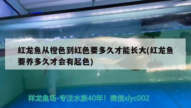 紅龍魚從橙色到紅色要多久才能長(zhǎng)大(紅龍魚要養(yǎng)多久才會(huì)有起色) 翡翠鳳凰魚 第2張