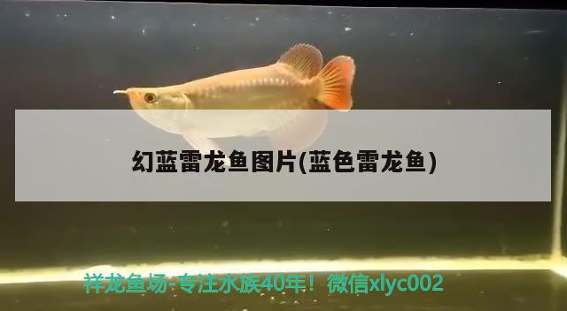 幻藍(lán)雷龍魚圖片(藍(lán)色雷龍魚) 水族維護(hù)服務(wù)（上門）