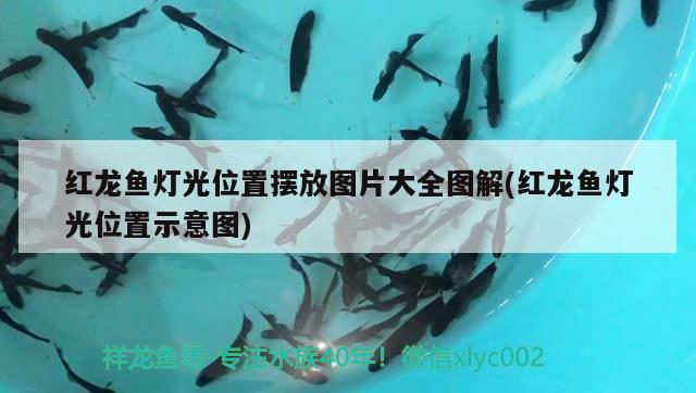 紅龍魚燈光位置擺放圖片大全圖解(紅龍魚燈光位置示意圖) 龍魚批發(fā)