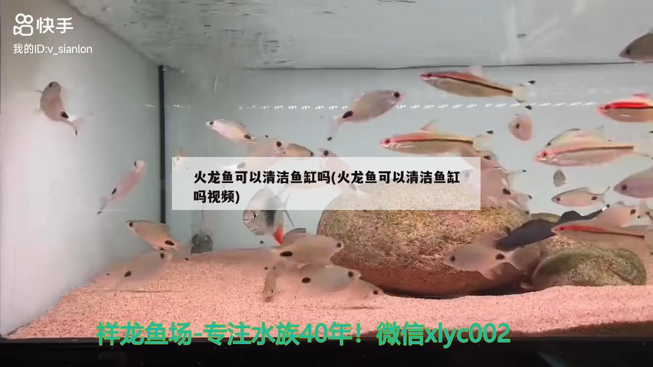 火龍魚可以清潔魚缸嗎(火龍魚可以清潔魚缸嗎視頻) 祥龍水族護理水