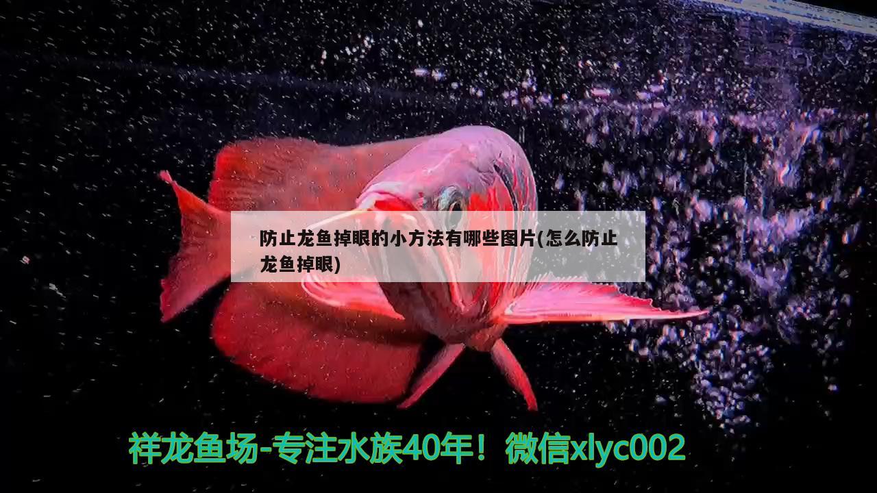 防止龍魚掉眼的小方法有哪些圖片(怎么防止龍魚掉眼)