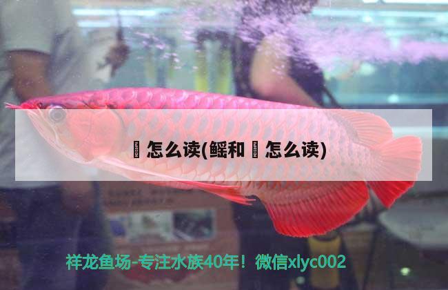 魟怎么讀(鰩和魟怎么讀) 觀賞魚(yú)市場(chǎng)（混養(yǎng)魚(yú)）