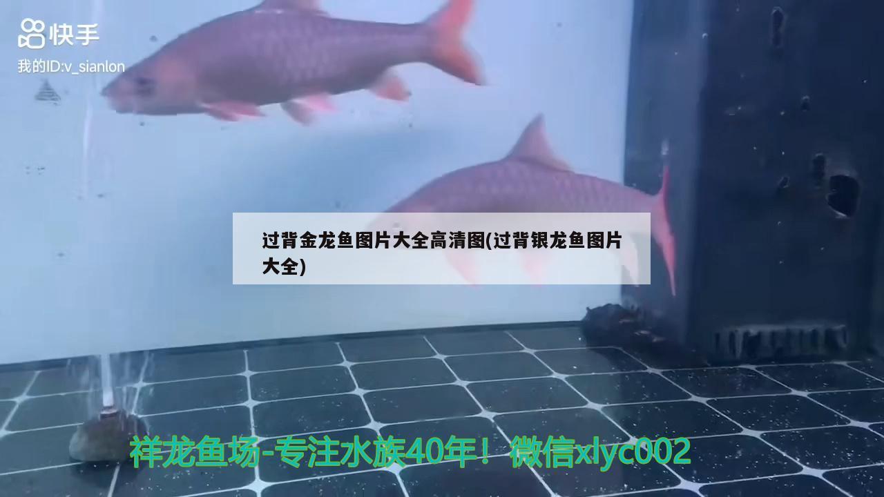 過背金龍魚圖片大全高清圖(過背銀龍魚圖片大全) 金龍魚百科