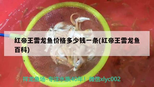 紅帝王雷龍魚價(jià)格多少錢一條(紅帝王雷龍魚百科)