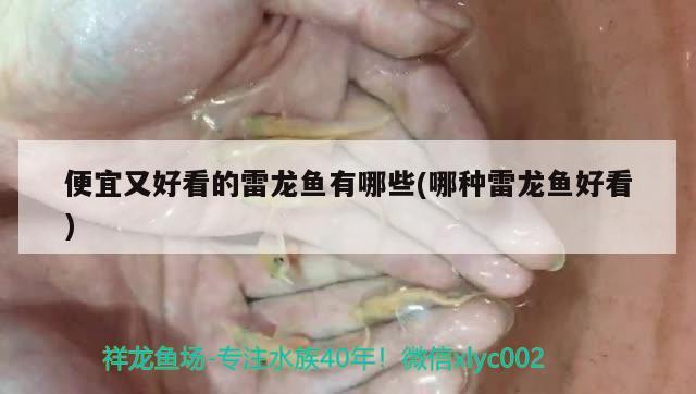 便宜又好看的雷龍魚有哪些(哪種雷龍魚好看) 狗仔招財貓魚