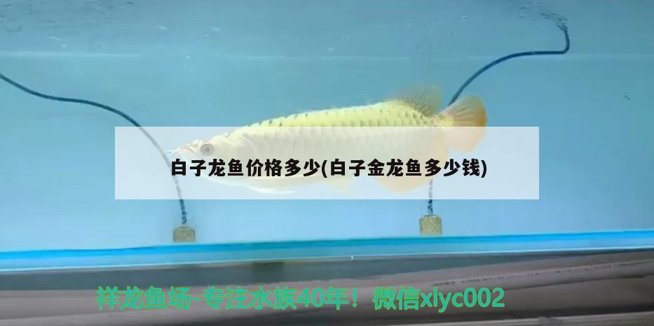 紅龍魚(yú)發(fā)色訣竅是什么原理(橙紅龍魚(yú)發(fā)色過(guò)程)