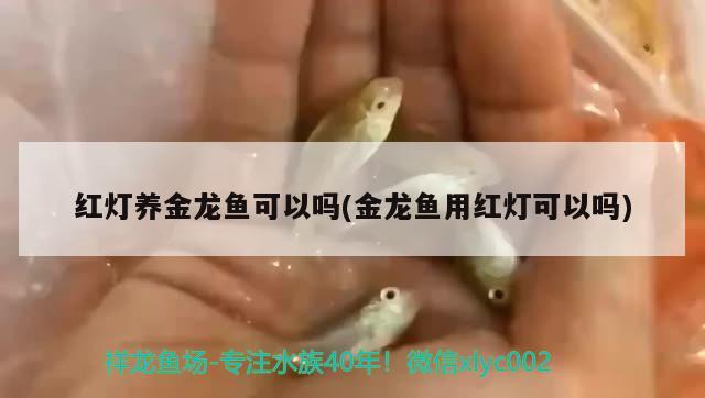 紅燈養(yǎng)金龍魚(yú)可以嗎(金龍魚(yú)用紅燈可以嗎) 白化火箭