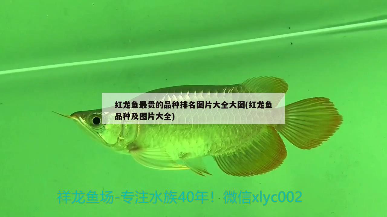 紅龍魚最貴的品種排名圖片大全大圖(紅龍魚品種及圖片大全) 鸚鵡魚