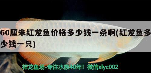 60厘米紅龍魚價格多少錢一條啊(紅龍魚多少錢一只)