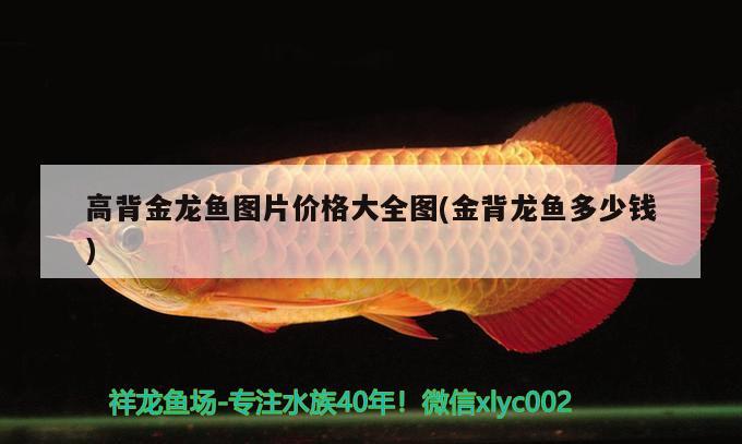 高背金龍魚圖片價(jià)格大全圖(金背龍魚多少錢) 高背金龍魚