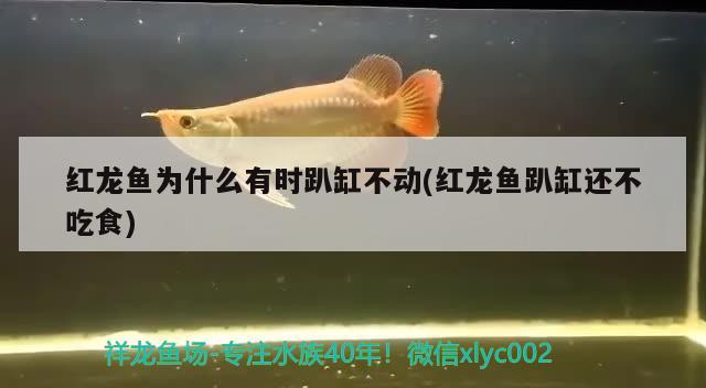 紅龍魚(yú)為什么有時(shí)趴缸不動(dòng)(紅龍魚(yú)趴缸還不吃食)