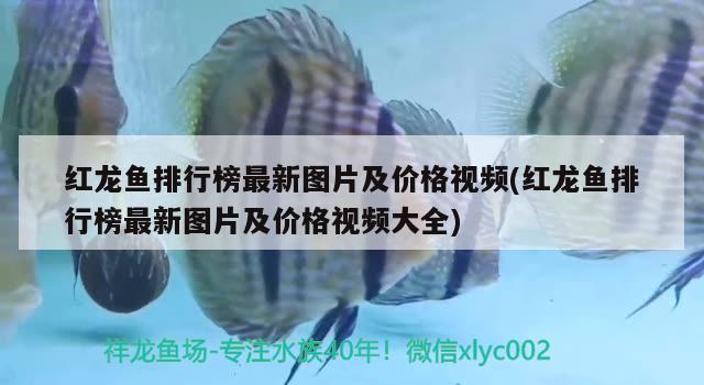 紅龍魚(yú)排行榜最新圖片及價(jià)格視頻(紅龍魚(yú)排行榜最新圖片及價(jià)格視頻大全)