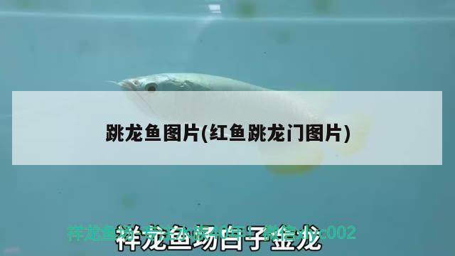 河蚌 魚缸 寄生蟲圖片高清（我家附近的湖里有河蚌存在寄生蟲嗎） 元寶鳳凰魚 第1張