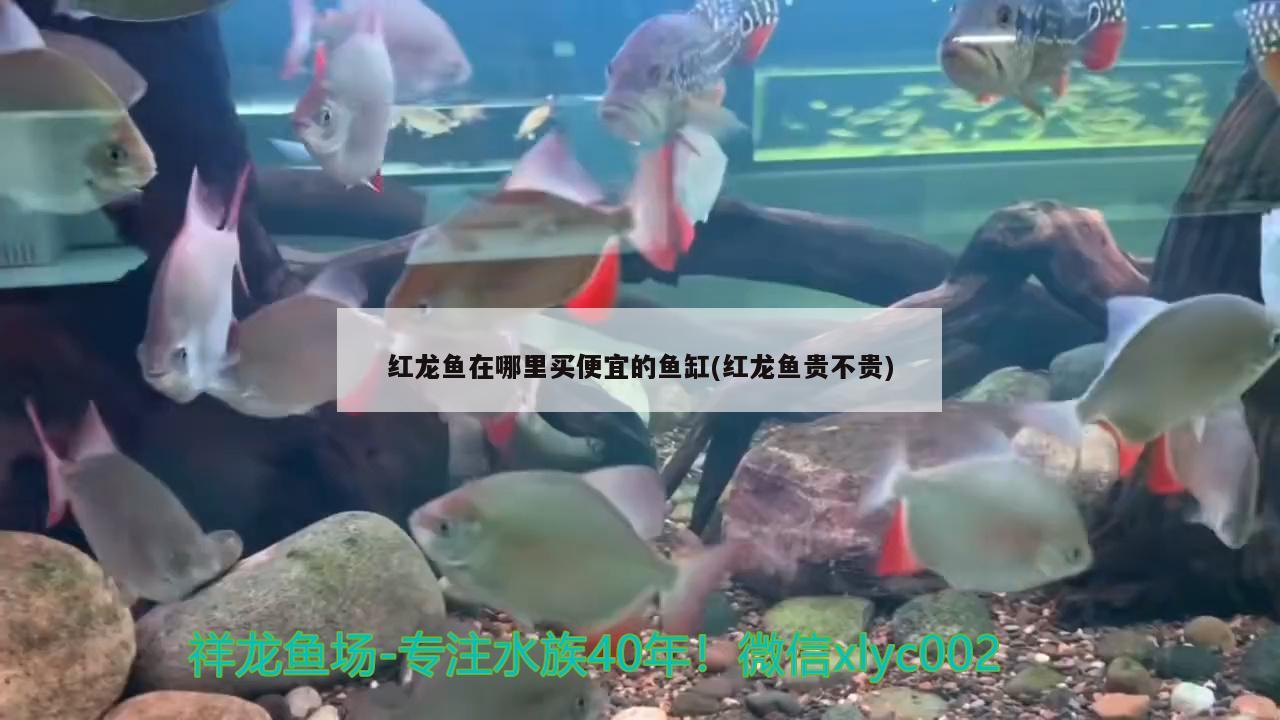 紅龍魚(yú)在哪里買便宜的魚(yú)缸(紅龍魚(yú)貴不貴)