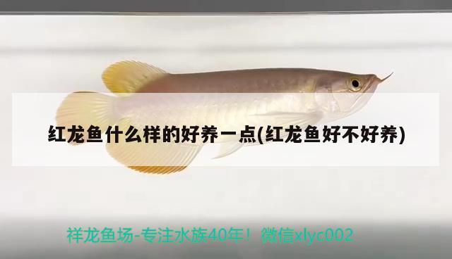 紅龍魚(yú)什么樣的好養(yǎng)一點(diǎn)(紅龍魚(yú)好不好養(yǎng)) 魚(yú)缸凈水劑