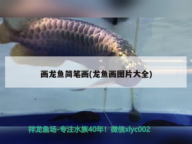 畫龍魚簡筆畫(龍魚畫圖片大全) 龍魚批發(fā)