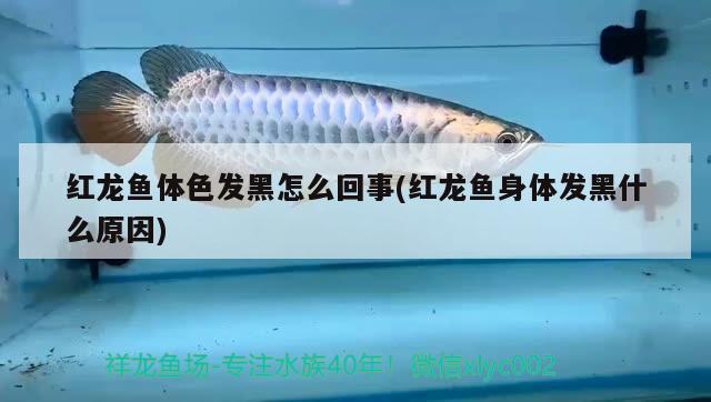 紅龍魚(yú)體色發(fā)黑怎么回事(紅龍魚(yú)身體發(fā)黑什么原因) 撒旦鴨嘴魚(yú)