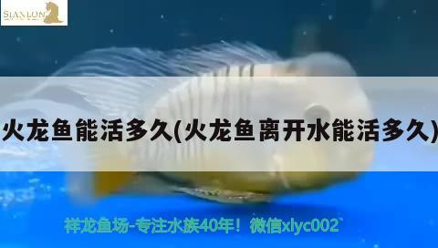 火龍魚能活多久(火龍魚離開水能活多久) 飛鳳魚苗