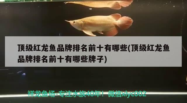 頂級紅龍魚品牌排名前十有哪些(頂級紅龍魚品牌排名前十有哪些牌子)