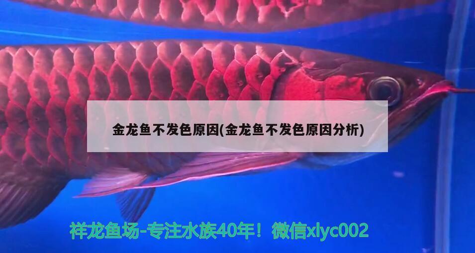 金龍魚不發(fā)色原因(金龍魚不發(fā)色原因分析) 孵化器