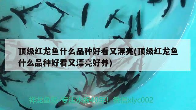 安徽魚缸廠家排名排名前十，安徽魚缸廠家排名前十