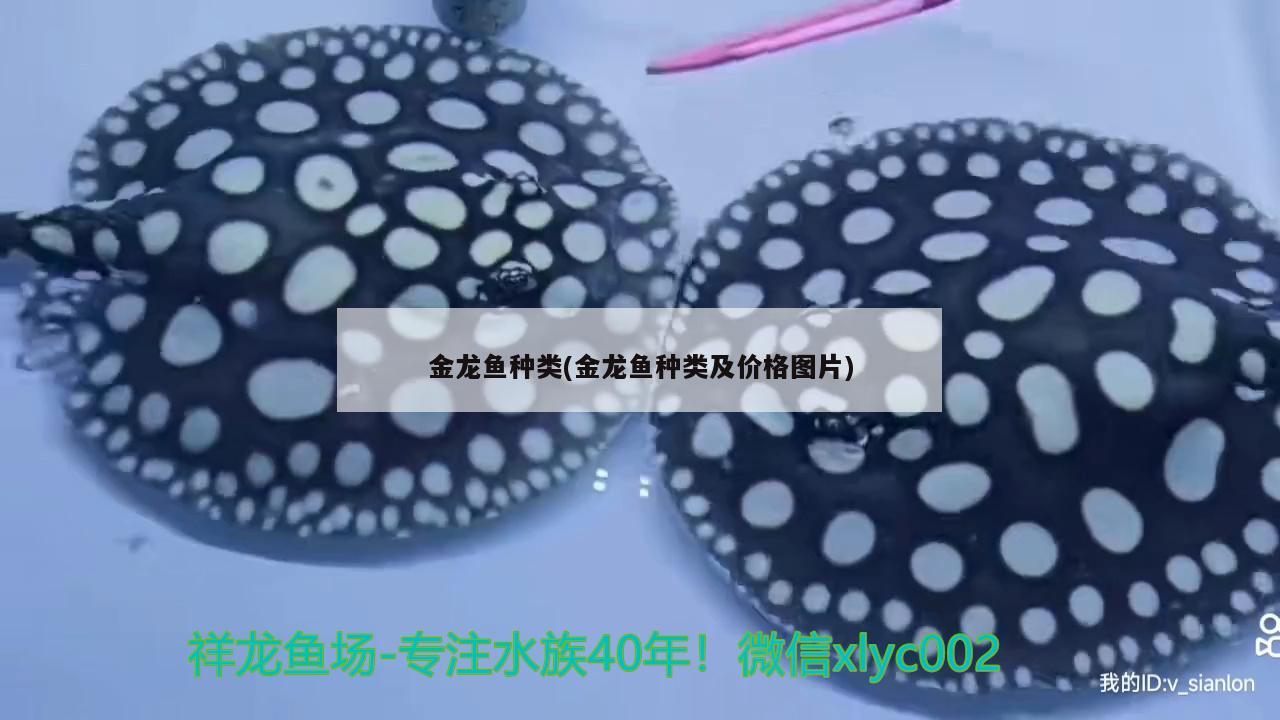 金龍魚種類(金龍魚種類及價格圖片)