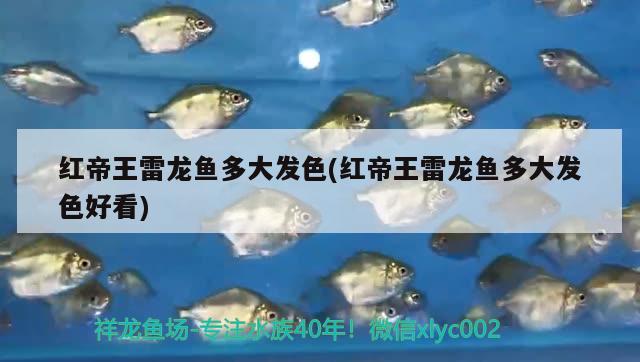 紅帝王雷龍魚多大發(fā)色(紅帝王雷龍魚多大發(fā)色好看) 帝王迷宮