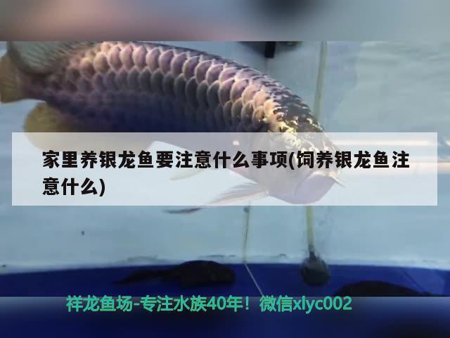 家里養(yǎng)銀龍魚要注意什么事項(飼養(yǎng)銀龍魚注意什么) 銀龍魚