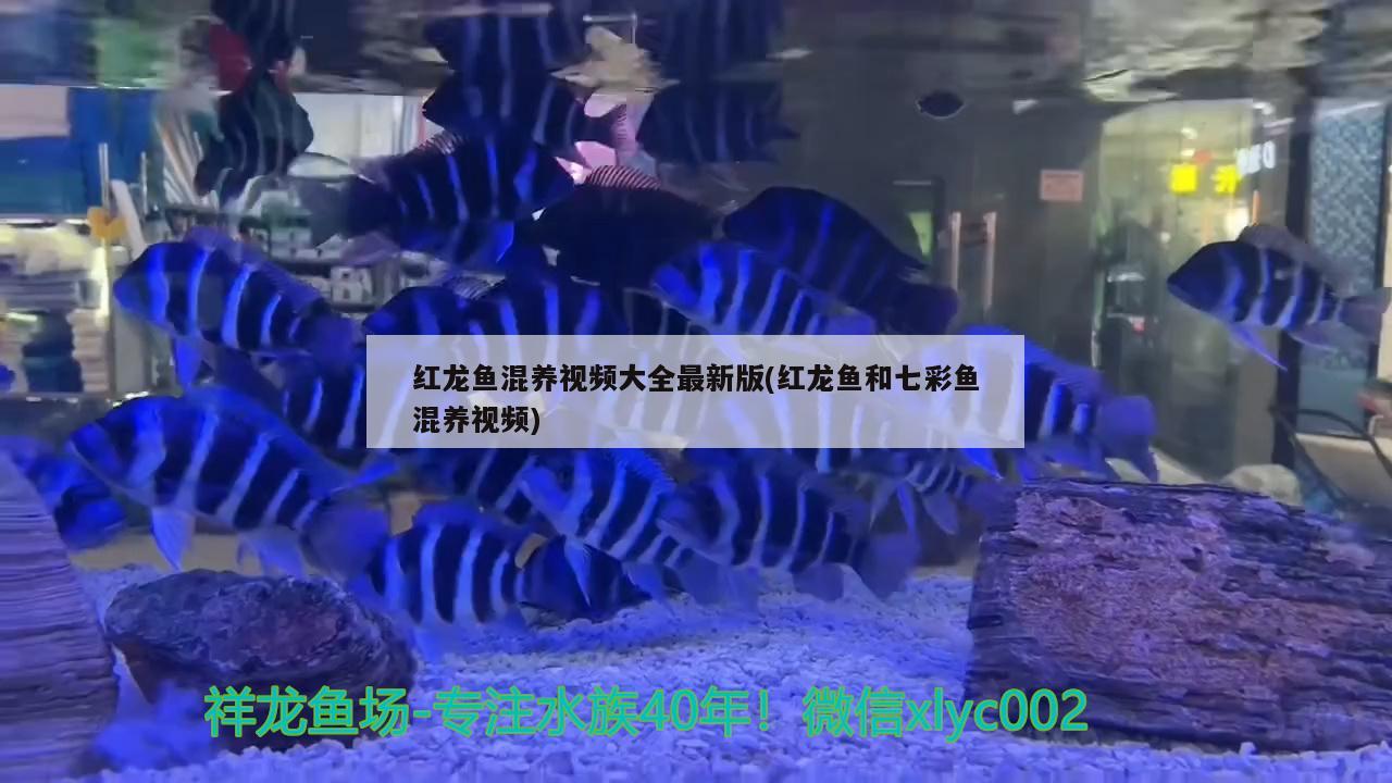 紅龍魚混養(yǎng)視頻大全最新版(紅龍魚和七彩魚混養(yǎng)視頻) 定時器/自控系統(tǒng)