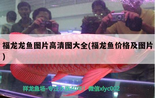 福龍龍魚圖片高清圖大全(福龍魚價(jià)格及圖片) 黃金斑馬魚