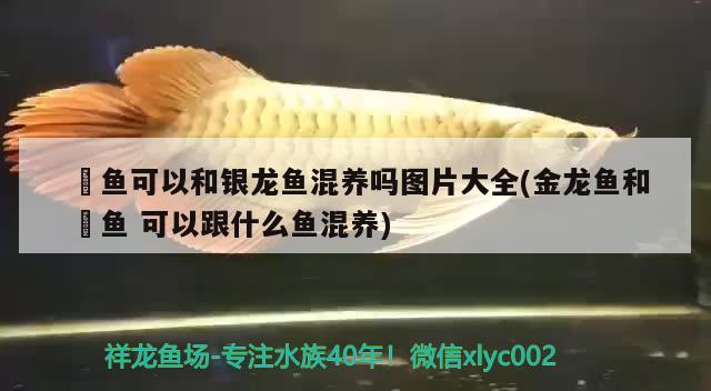 魟魚可以和銀龍魚混養(yǎng)嗎圖片大全(金龍魚和魟魚可以跟什么魚混養(yǎng))